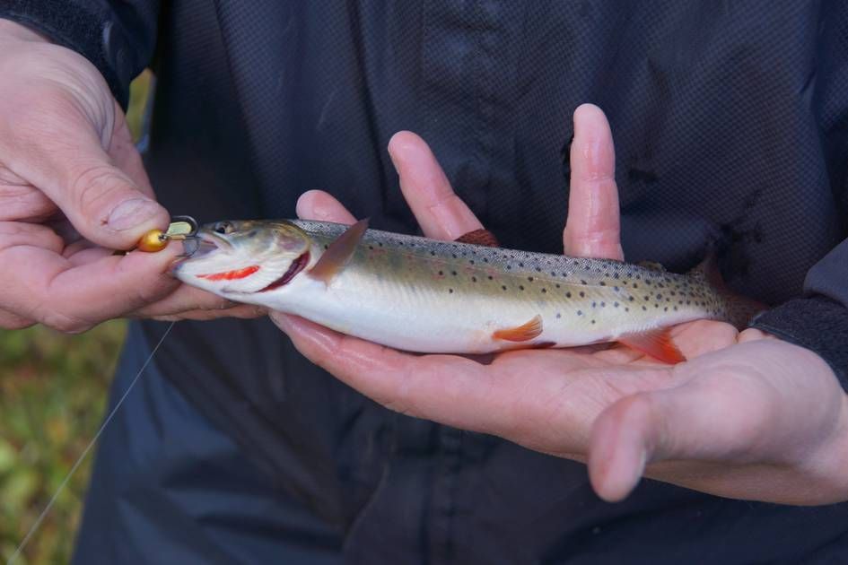 Yellowstone Cutthroat