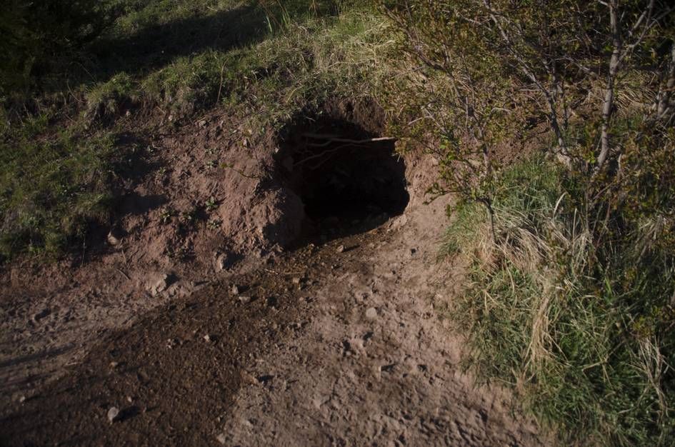 Animal burrow dug into hillside beside the trail