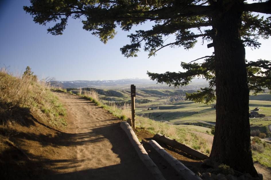 Trail with wooden fence rails and pine tree overlooking valley