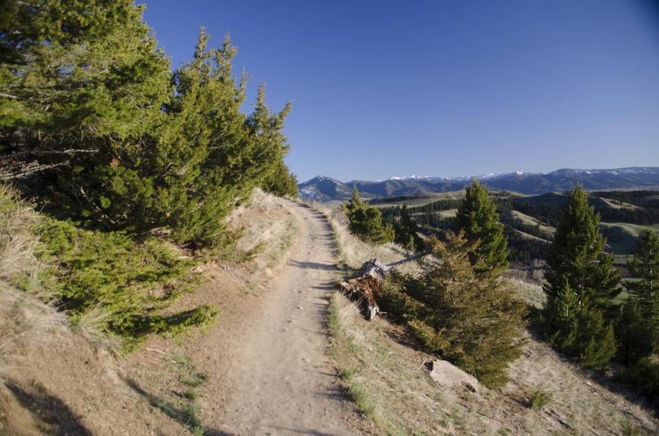 Narrow trail through evergreen trees with mountain views