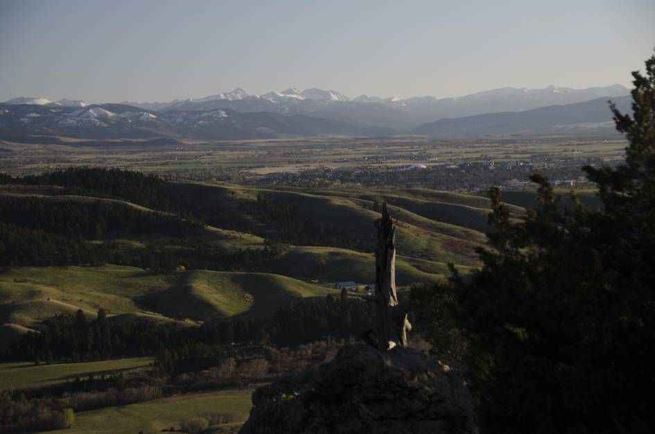 View of Bozeman and Gallatin Valley with dead tree snag in foreground