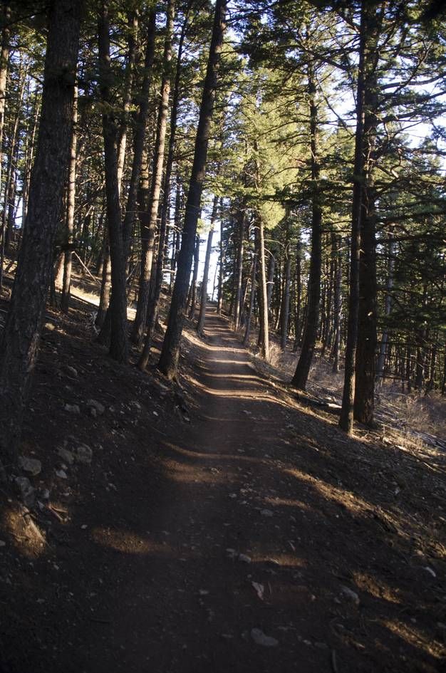 Shaded trail winding through tall pine forest
