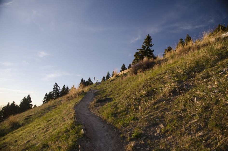 Trail winding up grassy hillside with scattered pines