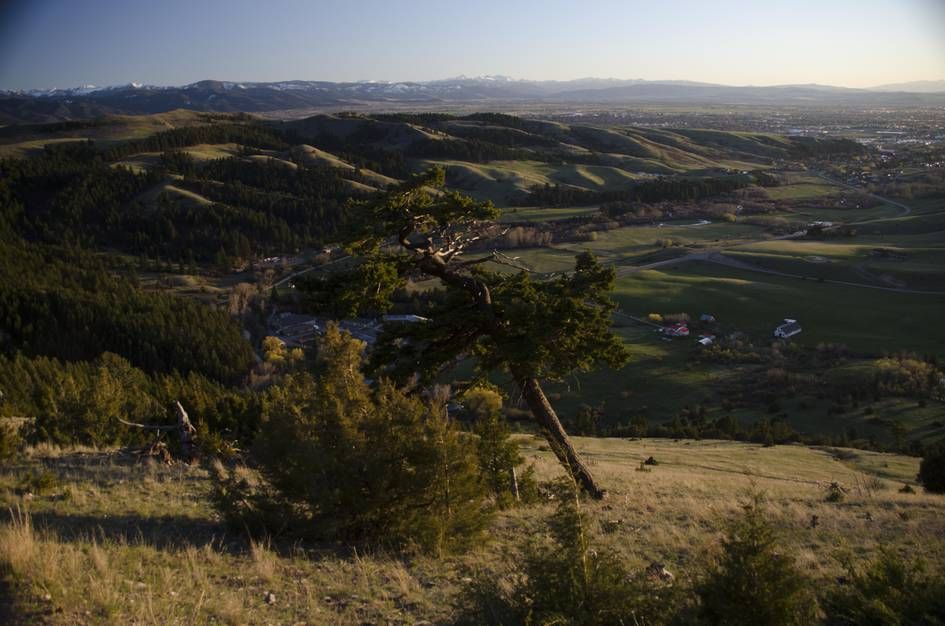 Wind-shaped pine tree with Gallatin Valley panorama