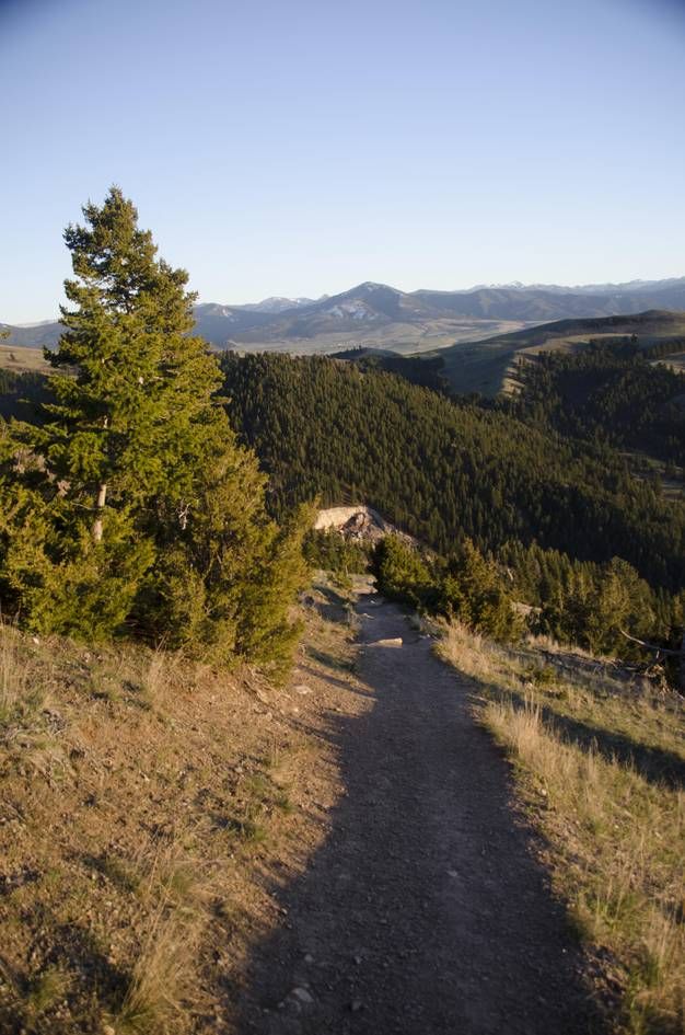Trail with evergreen tree and Bridger Range mountain views
