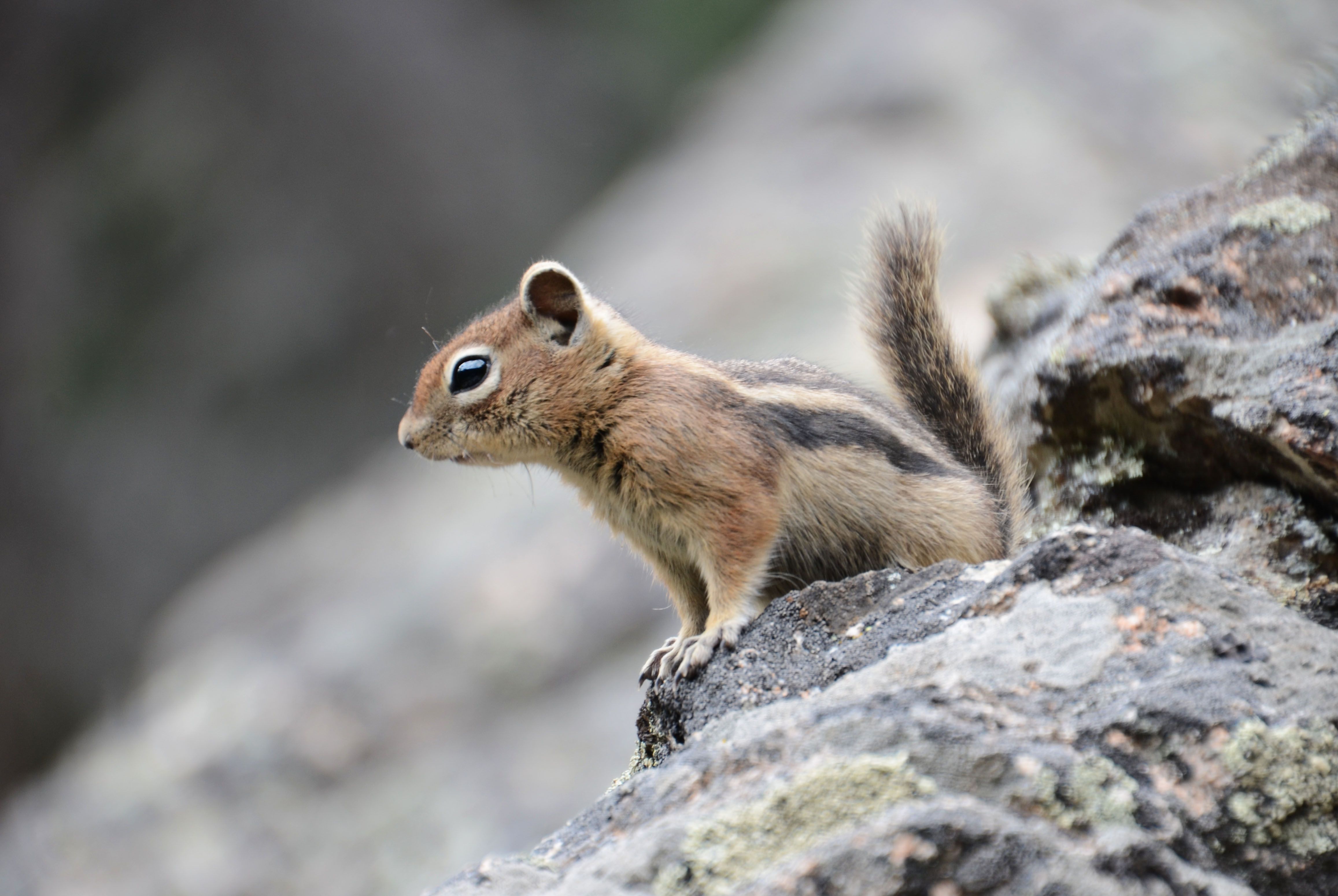 Golden-mantled ground squirrel perched on lichen-covered rock