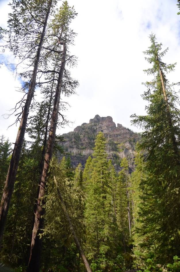 Rocky peak glimpsed through tall spruce trees in dense forest
