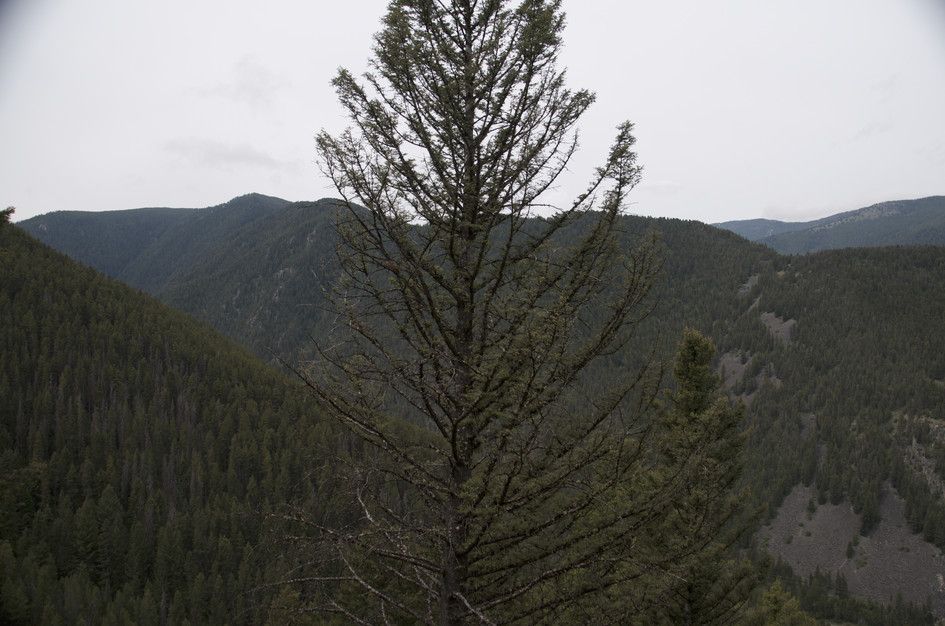 Dead tree silhouette against hazy forested Gallatin Canyon valley ridges