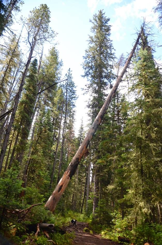 Leaning dead tree trunk across trail through dense evergreen forest