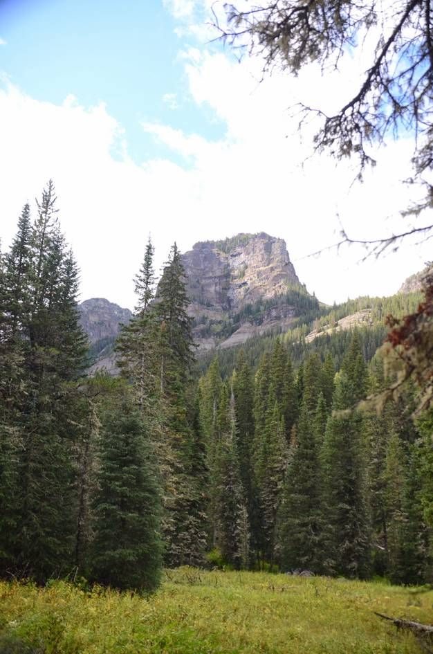 Rocky cliff framed by spruce trees with grassy meadow in foreground