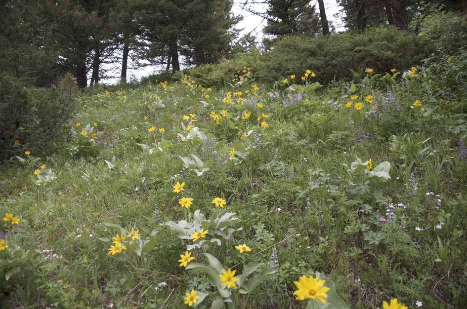Yellow arrowleaf balsamroot and purple lupine wildflowers on forest hillside