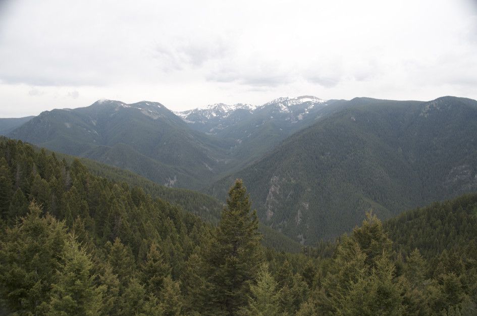 Snow-capped Spanish Peaks visible through dense evergreen forest
