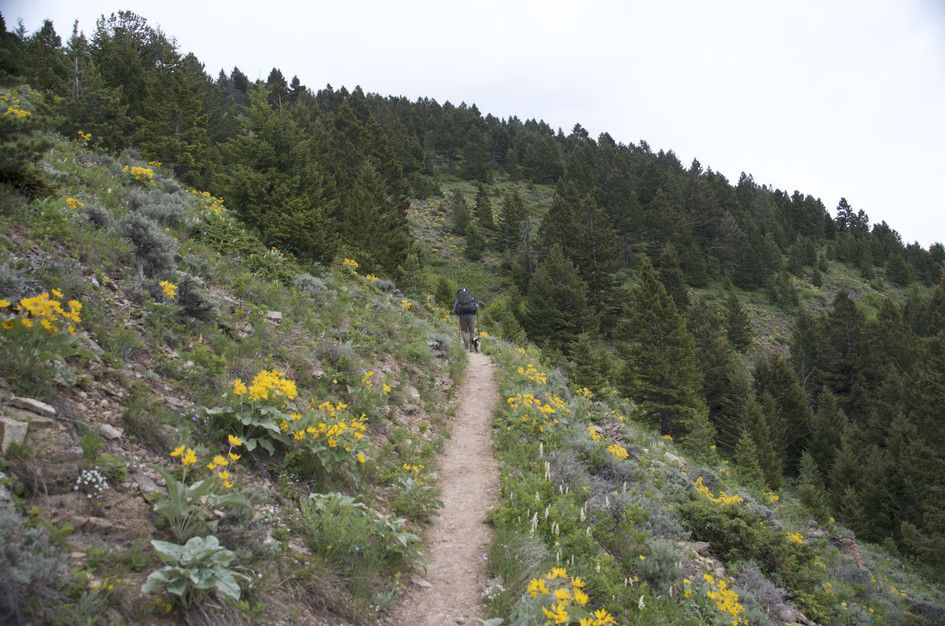 Hiker with dog on trail lined with yellow wildflowers through spruce forest