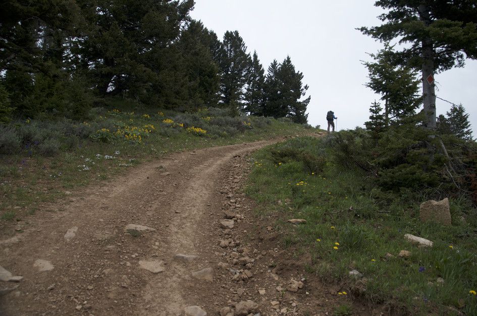 Hiker on dirt road through wildflower meadow approaching spruce forest
