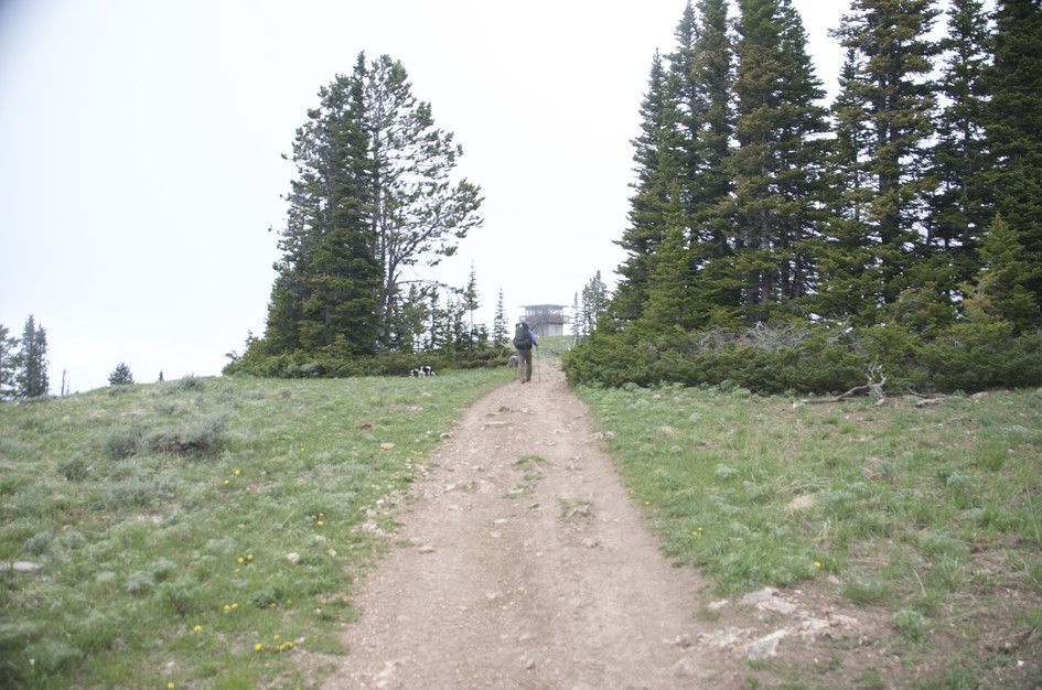 Hiker with dog approaching fire lookout through alpine meadow and scattered pines