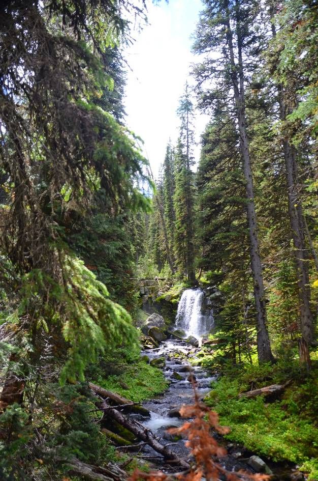 Waterfall through dense spruce forest with stream flowing toward viewer