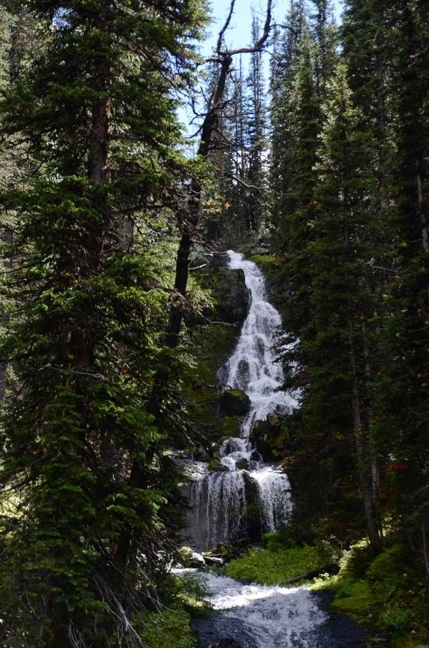 Multi-tiered waterfall through dense spruce forest with dappled sunlight