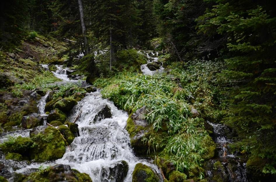 Rushing stream cascading over moss-covered rocks with lush green vegetation