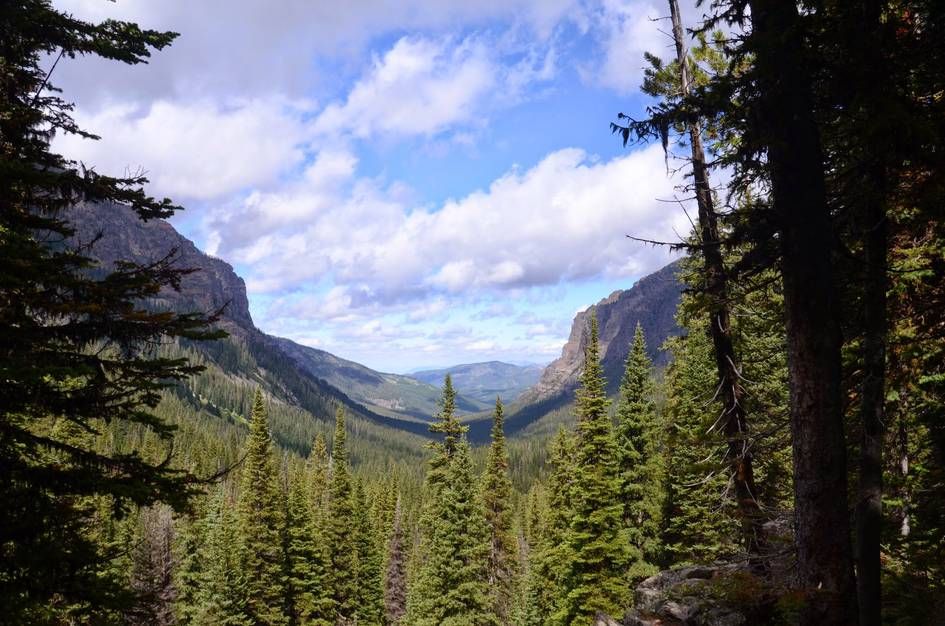 Dramatic view down glacial U-shaped canyon with rocky cliffs and spruce forest