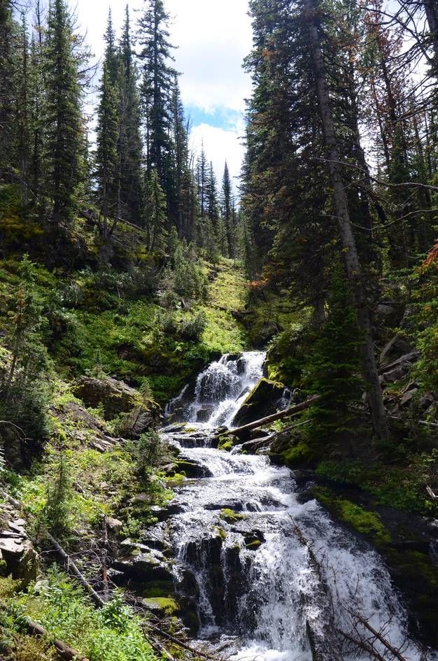 Cascading waterfall through mossy rocks and dense evergreen forest
