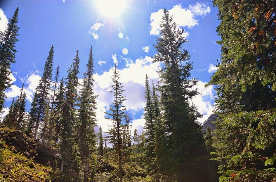 Tall spruce trees silhouetted against bright blue sky with sunburst