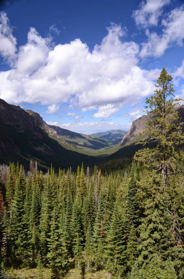 Vertical view down glacial canyon with rocky cliffs and dense spruce forest