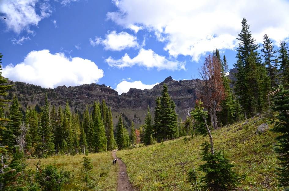 Dog on trail through alpine meadow toward rugged rocky peaks with sparse forest