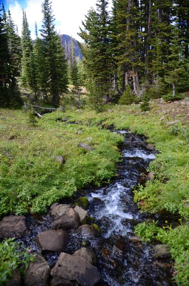 Small stream flowing through lush green alpine meadow with spruce forest