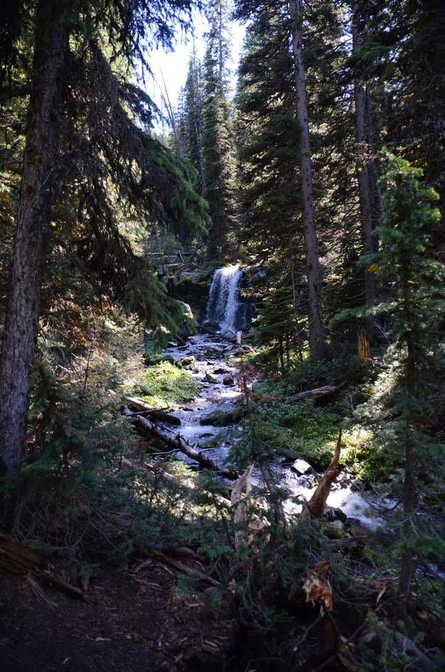 Waterfall glimpsed through dense forest with fallen logs and creek