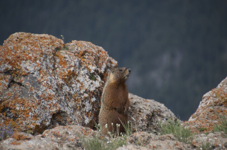 Yellow-bellied marmot standing alert on orange lichen-covered boulder