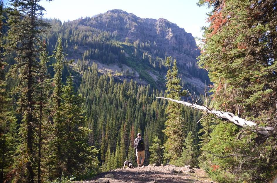 Hiker with dog viewing rocky peak across forested valley with fallen log