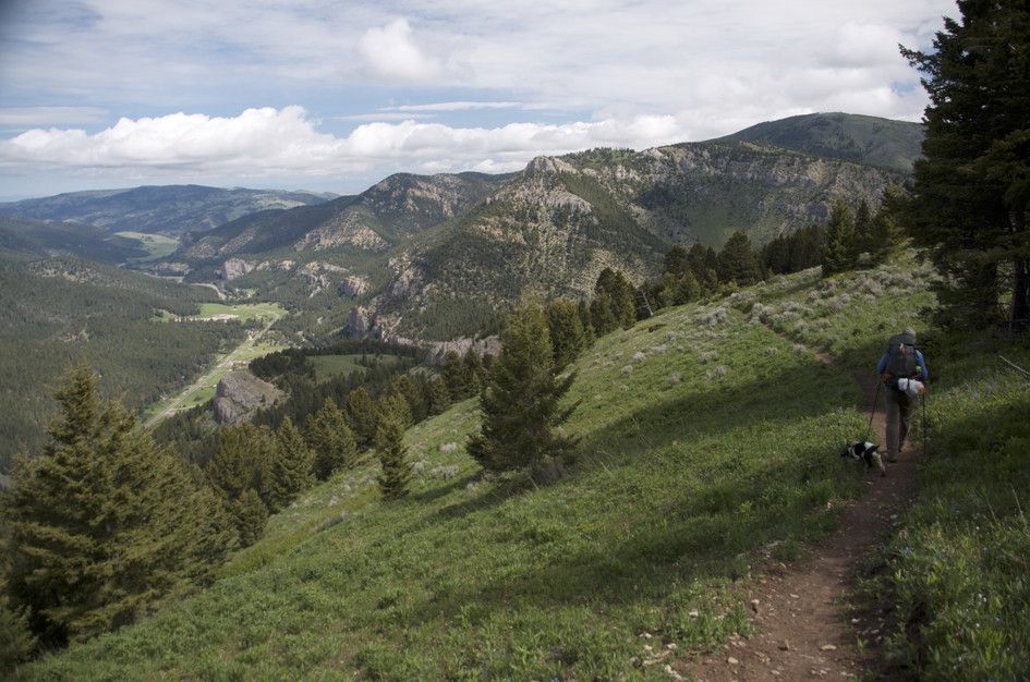Hiker with dog descending grassy ridge with dramatic Gallatin Canyon cliffs below