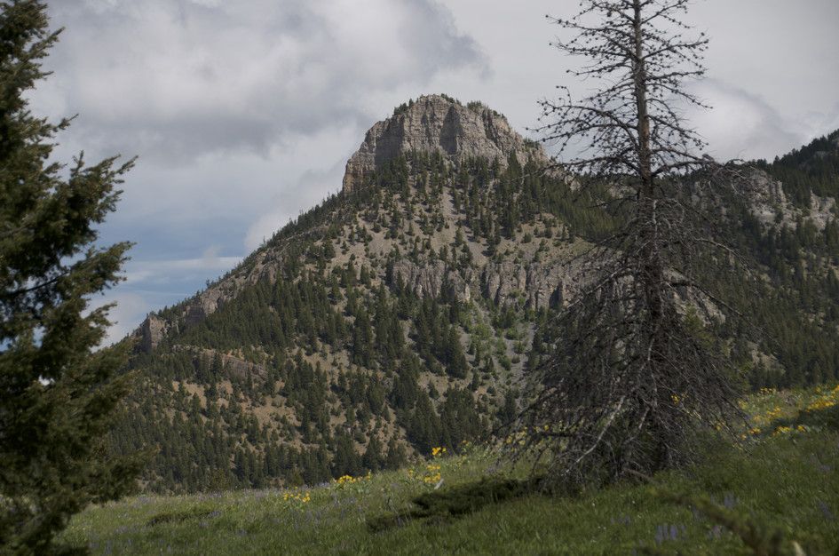 Storm Castle peak with dramatic cliffs framed by dead snag and wildflower meadow