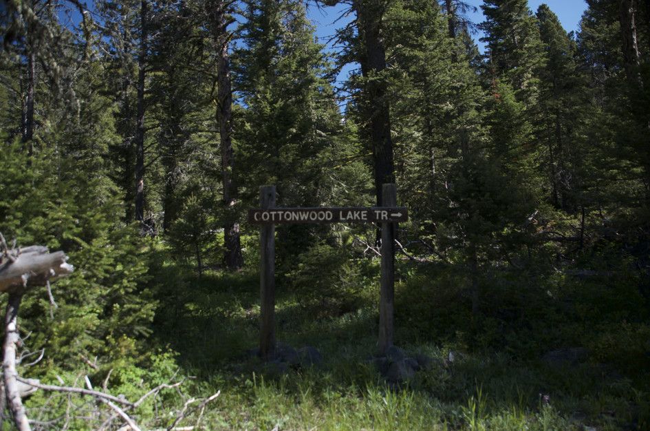 Wooden Cottonwood Lake Trail sign in dense evergreen forest