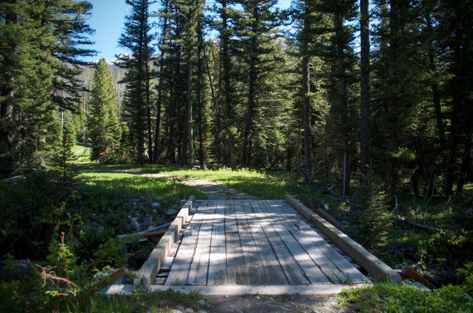 Wooden plank bridge crossing creek leading into sunlit forest clearing