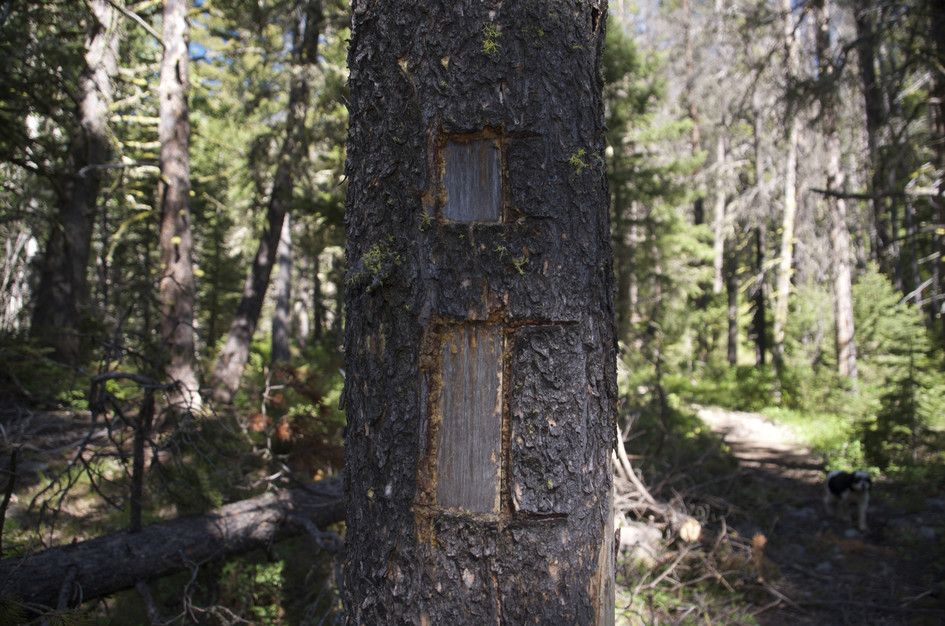 Pine tree trunk with old trail blaze markings carved into bark