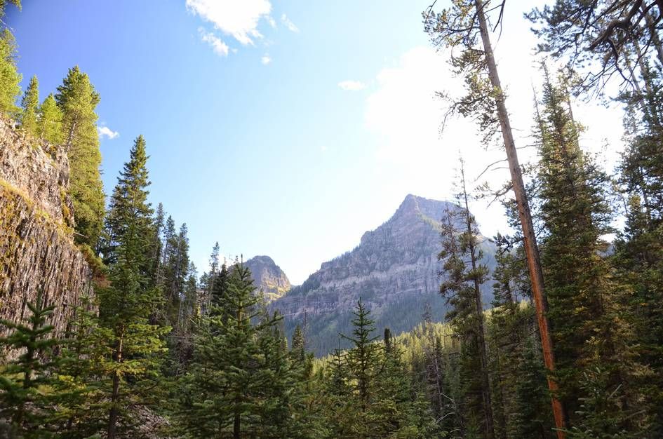 Rocky mountain peak framed by spruce trees with bright blue sky