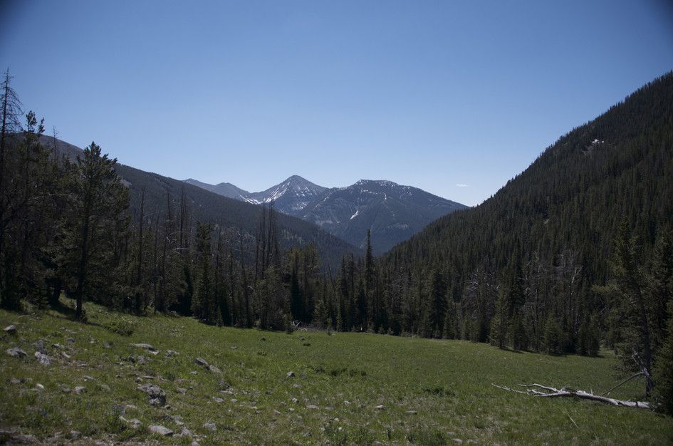 Green meadow with forested valley and snow-patched mountain peak in distance