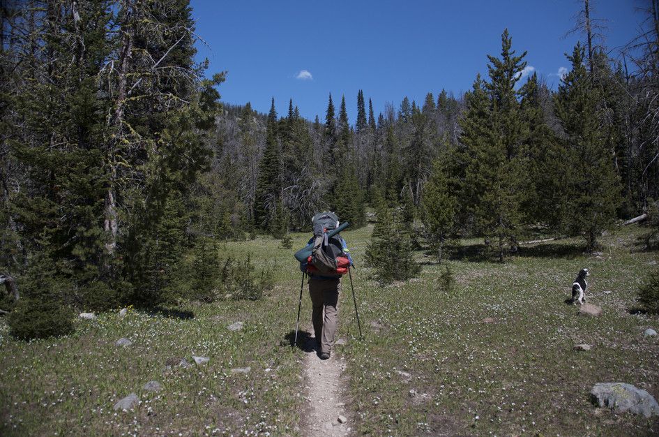 Backpacker with dog hiking through meadow toward forested ridgeline