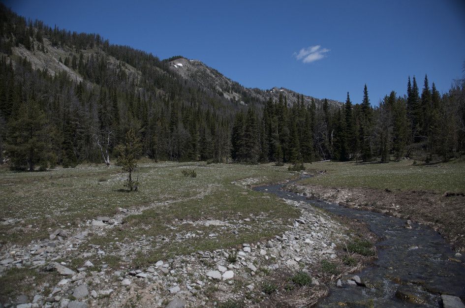 Mountain creek winding through alpine meadow with forested slopes and peak above