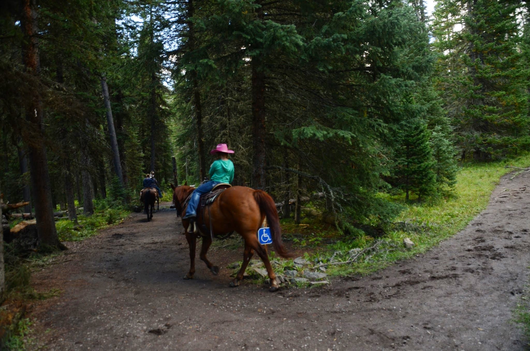 Two horseback riders on a wide gravel trail through dense spruce forest in Hyalite Canyon