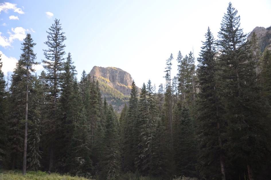 Rocky cliff peak glimpsed through tall spruce trees in dense forest