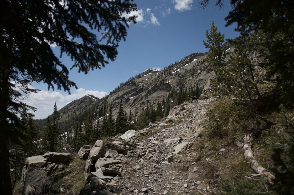 Rocky trail climbing steep slope through scattered pines toward ridge