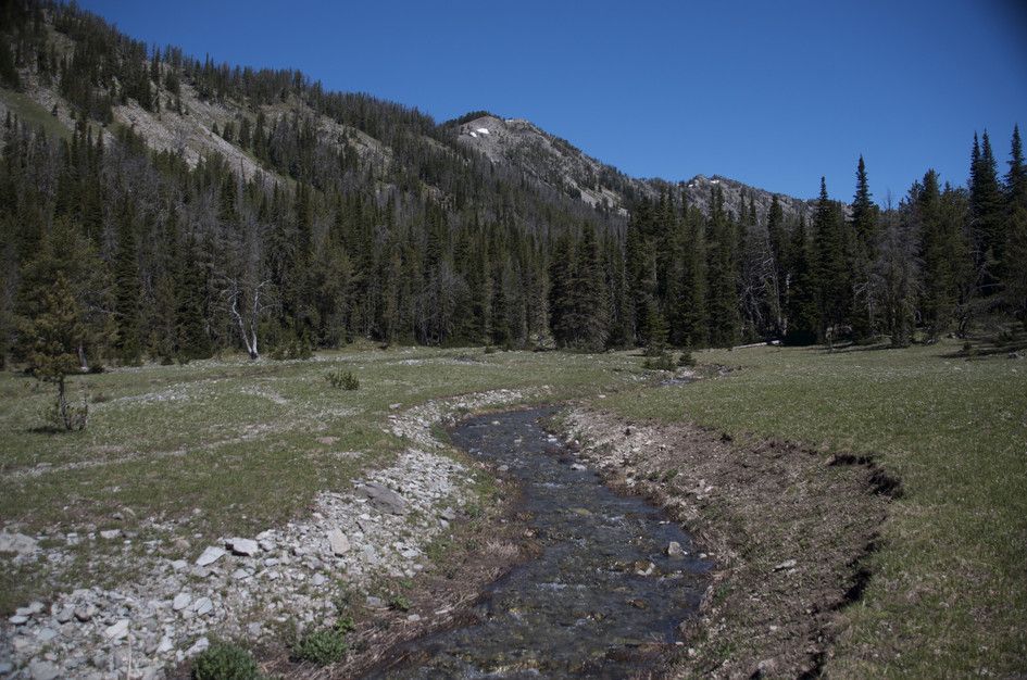 Creek winding through alpine meadow with forested slopes and rocky peak