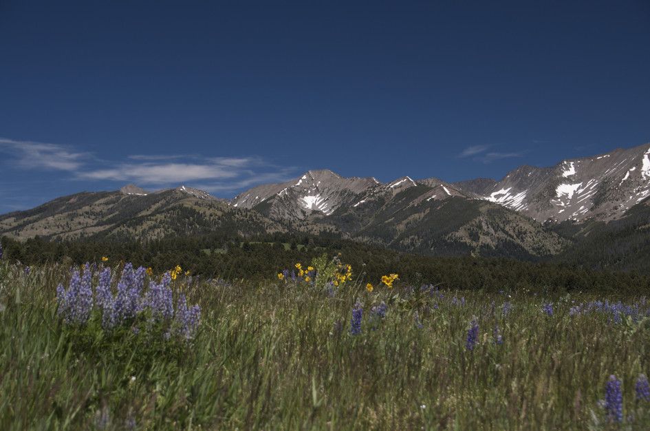 Purple lupine and yellow wildflowers with snow-capped Crazy Mountains