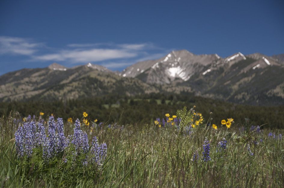 Close-up of purple lupine and yellow flowers with Crazy Mountain peaks