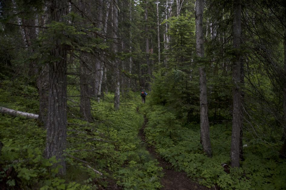 Hiker on narrow trail through dark mossy forest