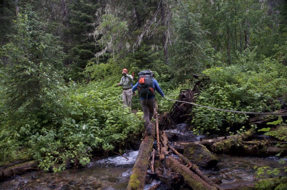 Backpackers crossing log bridge over rushing creek with lichen-covered trees