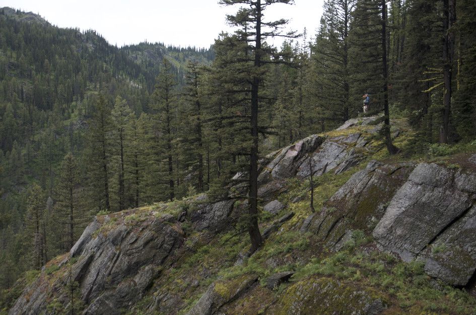 Rocky ridge with scattered pines and mountain forest backdrop
