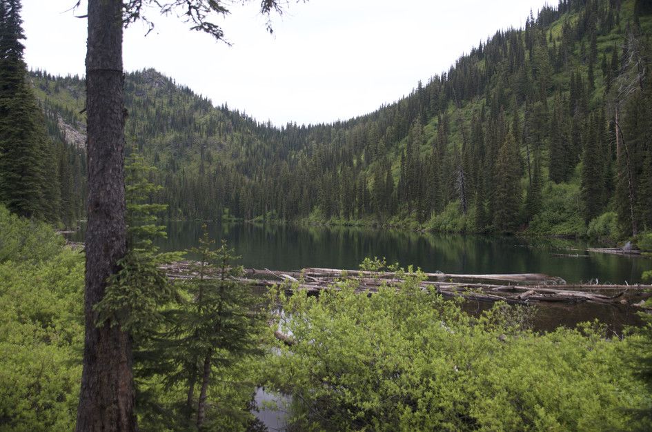 Hall Lake surrounded by dense evergreen forest and driftwood logs